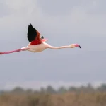 اینچه برون